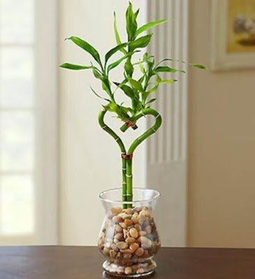 Como fazer a composição com pedriscos e argila? A quantidade de água deve estar sempre abaixo do nível da argila expandida e pedriscos.