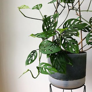 A monstera acuminata é uma planta nativa da Guatemala e atinge até 2 m de altura.