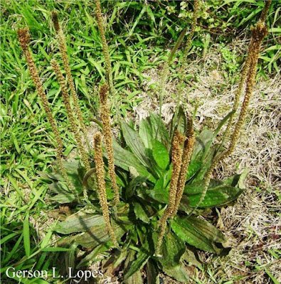 A tanchagem é uma das plantas que se pode encontrar em qualquer jardim, beira de estrada, meio de campo ou até nos seus vasos plantados. Suas sementes voam, se espalham pelos passarinhos, e surge essa que é, talvez, uma das ervas mais medicinais de todas as plantas.