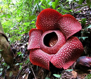 Estima-se que existam em torno a 400 mil espécies de plantas no mundo e é tanta diversidade, tantas formas e cores, tantos tamanhos que algumas delas até parecem ser organismos alienígenas.