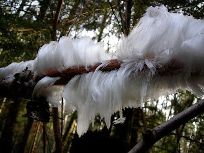 Essas flores de gelo não só existem na natureza, mas podem a ser vistas em locais onde o clima é bastante gelado. Isso corre apenas em alguns tipos de plantas devido a sua porosidade.