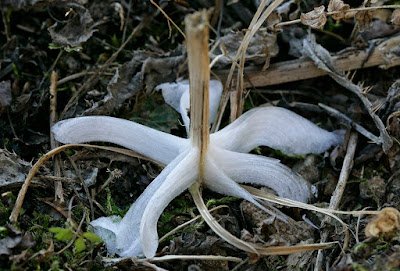 Essas flores de gelo não só existem na natureza, mas podem a ser vistas em locais onde o clima é bastante gelado. Isso corre apenas em alguns tipos de plantas devido a sua porosidade.