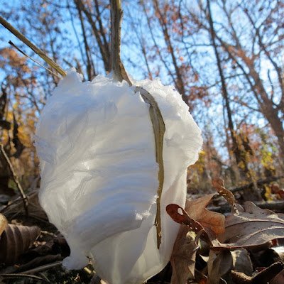 Essas flores de gelo não só existem na natureza, mas podem a ser vistas em locais onde o clima é bastante gelado. Isso corre apenas em alguns tipos de plantas devido a sua porosidade.