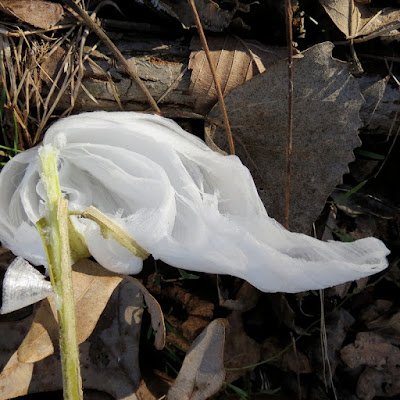 Essas flores de gelo não só existem na natureza, mas podem a ser vistas em locais onde o clima é bastante gelado. Isso corre apenas em alguns tipos de plantas devido a sua porosidade.