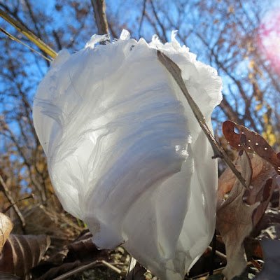 Essas flores de gelo não só existem na natureza, mas podem a ser vistas em locais onde o clima é bastante gelado. Isso corre apenas em alguns tipos de plantas devido a sua porosidade.