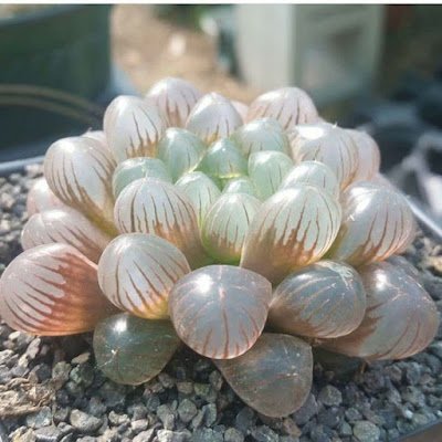 Estima-se que existam em torno a 400 mil espécies de plantas no mundo e é tanta diversidade, tantas formas e cores, tantos tamanhos que algumas delas até parecem ser organismos alienígenas.