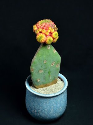 O enxerto de cacto é basicamente um método direto em que você anexa um pedaço ou até mesmo um cacto inteiro  (chamado de "descendente") em um pedaço ferido de outro cacto (o "porta-enxerto")  para criar uma única planta.