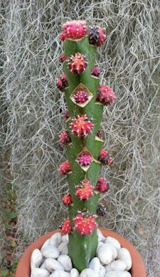 O enxerto de cacto é basicamente um método direto em que você anexa um pedaço ou até mesmo um cacto inteiro  (chamado de "descendente") em um pedaço ferido de outro cacto (o "porta-enxerto")  para criar uma única planta.