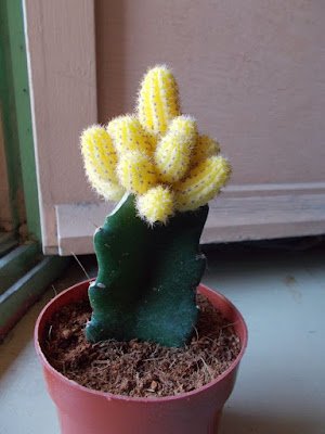 O enxerto de cacto é basicamente um método direto em que você anexa um pedaço ou até mesmo um cacto inteiro  (chamado de "descendente") em um pedaço ferido de outro cacto (o "porta-enxerto")  para criar uma única planta.