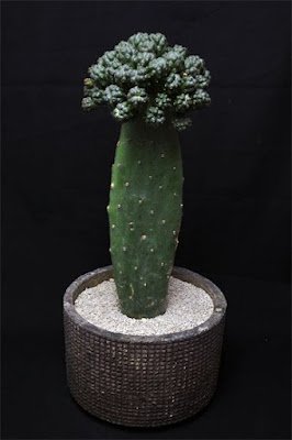 O enxerto de cacto é basicamente um método direto em que você anexa um pedaço ou até mesmo um cacto inteiro  (chamado de "descendente") em um pedaço ferido de outro cacto (o "porta-enxerto")  para criar uma única planta.