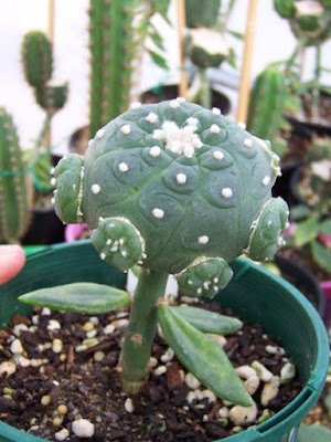 O enxerto de cacto é basicamente um método direto em que você anexa um pedaço ou até mesmo um cacto inteiro  (chamado de "descendente") em um pedaço ferido de outro cacto (o "porta-enxerto")  para criar uma única planta.