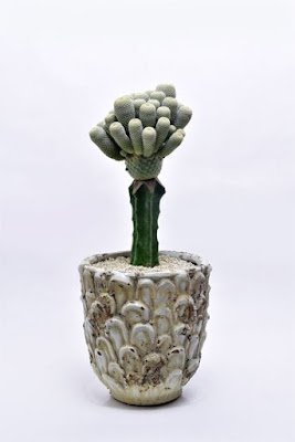 O enxerto de cacto é basicamente um método direto em que você anexa um pedaço ou até mesmo um cacto inteiro  (chamado de "descendente") em um pedaço ferido de outro cacto (o "porta-enxerto")  para criar uma única planta.