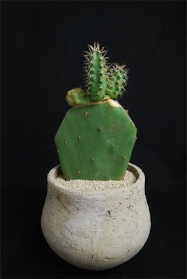 O enxerto de cacto é basicamente um método direto em que você anexa um pedaço ou até mesmo um cacto inteiro  (chamado de "descendente") em um pedaço ferido de outro cacto (o "porta-enxerto")  para criar uma única planta.