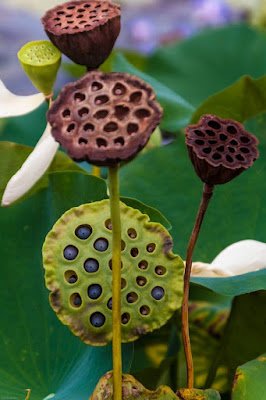 Estima-se que existam em torno a 400 mil espécies de plantas no mundo e é tanta diversidade, tantas formas e cores, tantos tamanhos que algumas delas até parecem ser organismos alienígenas.