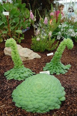 Estima-se que existam em torno a 400 mil espécies de plantas no mundo e é tanta diversidade, tantas formas e cores, tantos tamanhos que algumas delas até parecem ser organismos alienígenas.