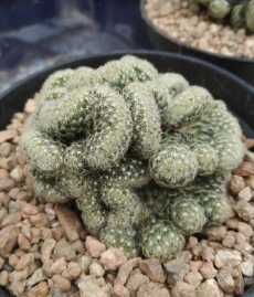 Estima-se que existam em torno a 400 mil espécies de plantas no mundo e é tanta diversidade, tantas formas e cores, tantos tamanhos que algumas delas até parecem ser organismos alienígenas.