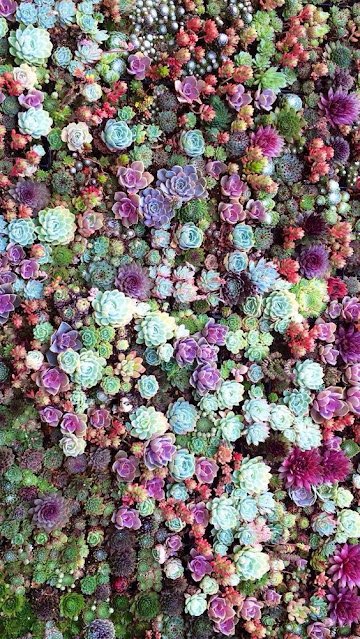 Ótimas opções para jardineiros inexperientes, as suculentas são versáteis, resistentes e podem enfeitar tanto o interior da casa quanto o jardim.