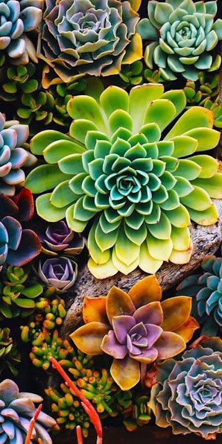 Ótimas opções para jardineiros inexperientes, as suculentas são versáteis, resistentes e podem enfeitar tanto o interior da casa quanto o jardim.