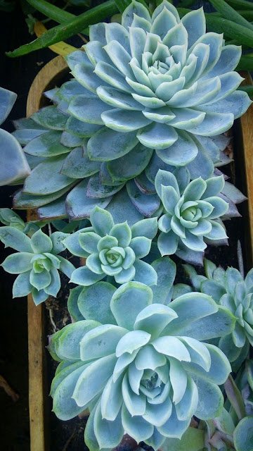 Ótimas opções para jardineiros inexperientes, as suculentas são versáteis, resistentes e podem enfeitar tanto o interior da casa quanto o jardim.