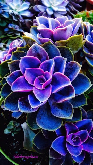 Ótimas opções para jardineiros inexperientes, as suculentas são versáteis, resistentes e podem enfeitar tanto o interior da casa quanto o jardim.