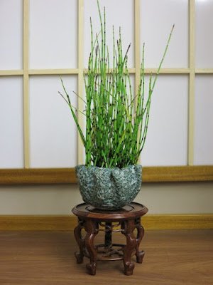 A cavalinha cresce em quase qualquer tipo de solo, desde areia ou cascalho até lama úmida, e tolera uma gama de níveis de pH, de moderadamente ácido a moderadamente alcalino. Idealmente, o solo deve ser bem drenado.