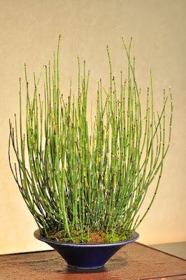 A cavalinha cresce em quase qualquer tipo de solo, desde areia ou cascalho até lama úmida, e tolera uma gama de níveis de pH, de moderadamente ácido a moderadamente alcalino. Idealmente, o solo deve ser bem drenado.