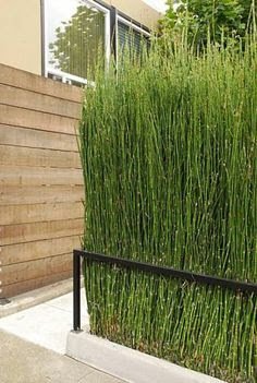 A cavalinha cresce em quase qualquer tipo de solo, desde areia ou cascalho até lama úmida, e tolera uma gama de níveis de pH, de moderadamente ácido a moderadamente alcalino. Idealmente, o solo deve ser bem drenado.