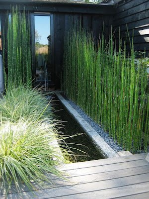 A cavalinha cresce em quase qualquer tipo de solo, desde areia ou cascalho até lama úmida, e tolera uma gama de níveis de pH, de moderadamente ácido a moderadamente alcalino. Idealmente, o solo deve ser bem drenado.