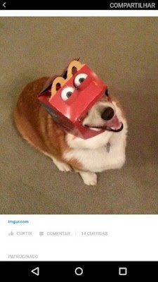 Esses animais domésticos foram flagrados brincando, dormindo em situações engraçadas e em situações que os próprios donos provocaram para eles.