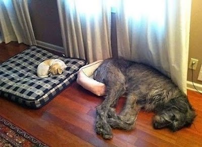 Esses animais domésticos foram flagrados brincando, dormindo em situações engraçadas e em situações que os próprios donos provocaram para eles.