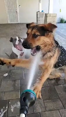 Esses animais domésticos foram flagrados brincando, dormindo em situações engraçadas e em situações que os próprios donos provocaram para eles.