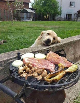 Fofinhos e bons companheiros, os animais de estimação conquistam seus tutores. Mas há muito mais por trás dessa história. Ter um desses em casa pode beneficiar sua saúde e bem-estar de um jeito transformador e especial.