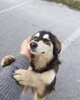 Fofinhos e bons companheiros, os animais de estimação conquistam seus tutores. Mas há muito mais por trás dessa história. Ter um desses em casa pode beneficiar sua saúde e bem-estar de um jeito transformador e especial.