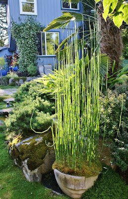 A cavalinha cresce em quase qualquer tipo de solo, desde areia ou cascalho até lama úmida, e tolera uma gama de níveis de pH, de moderadamente ácido a moderadamente alcalino. Idealmente, o solo deve ser bem drenado.