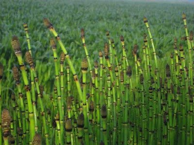 A cavalinha cresce em quase qualquer tipo de solo, desde areia ou cascalho até lama úmida, e tolera uma gama de níveis de pH, de moderadamente ácido a moderadamente alcalino. Idealmente, o solo deve ser bem drenado.