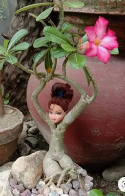 A rosa do deserto é uma planta que dá flores o ano inteiro, mas é na primavera que elas ficam mais exuberantes e perfumadas, sendo a espécie perfeita para enfeitar o seu jardim em qualquer época do ano.