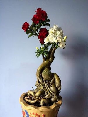 A rosa do deserto é uma planta que dá flores o ano inteiro, mas é na primavera que elas ficam mais exuberantes e perfumadas, sendo a espécie perfeita para enfeitar o seu jardim em qualquer época do ano.