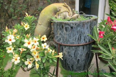 A rosa do deserto é uma planta que dá flores o ano inteiro, mas é na primavera que elas ficam mais exuberantes e perfumadas, sendo a espécie perfeita para enfeitar o seu jardim em qualquer época do ano.
