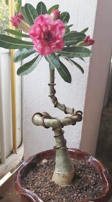 A rosa do deserto é uma planta que dá flores o ano inteiro, mas é na primavera que elas ficam mais exuberantes e perfumadas, sendo a espécie perfeita para enfeitar o seu jardim em qualquer época do ano.