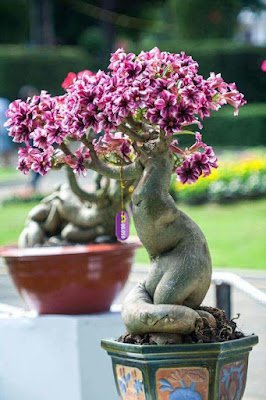 A rosa do deserto é uma planta que dá flores o ano inteiro, mas é na primavera que elas ficam mais exuberantes e perfumadas, sendo a espécie perfeita para enfeitar o seu jardim em qualquer época do ano.