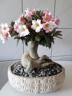 A rosa do deserto é uma planta que dá flores o ano inteiro, mas é na primavera que elas ficam mais exuberantes e perfumadas, sendo a espécie perfeita para enfeitar o seu jardim em qualquer época do ano.