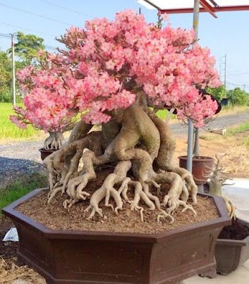 A rosa do deserto é uma planta que dá flores o ano inteiro, mas é na primavera que elas ficam mais exuberantes e perfumadas, sendo a espécie perfeita para enfeitar o seu jardim em qualquer época do ano.