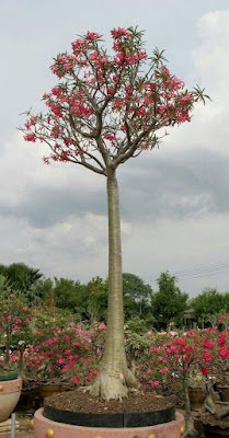 A rosa do deserto é uma planta que dá flores o ano inteiro, mas é na primavera que elas ficam mais exuberantes e perfumadas, sendo a espécie perfeita para enfeitar o seu jardim em qualquer época do ano.
