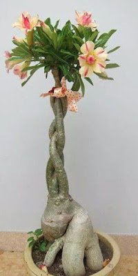 A rosa do deserto é uma planta que dá flores o ano inteiro, mas é na primavera que elas ficam mais exuberantes e perfumadas, sendo a espécie perfeita para enfeitar o seu jardim em qualquer época do ano.