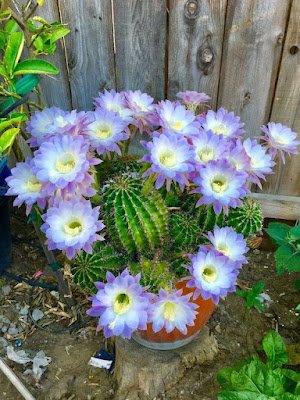 Existem milhares de espécies, cada uma com sua peculiaridade; nem todas têm espinhos. Algumas ainda dão flores lindas, de cores maravilhosas.