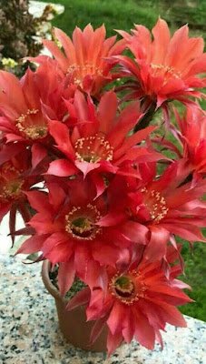 Existem milhares de espécies, cada uma com sua peculiaridade; nem todas têm espinhos. Algumas ainda dão flores lindas, de cores maravilhosas.