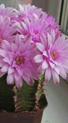 Existem milhares de espécies, cada uma com sua peculiaridade; nem todas têm espinhos. Algumas ainda dão flores lindas, de cores maravilhosas.