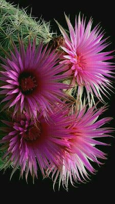 Existem milhares de espécies, cada uma com sua peculiaridade; nem todas têm espinhos. Algumas ainda dão flores lindas, de cores maravilhosas.