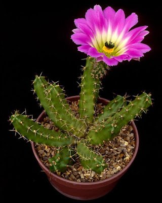 Existem milhares de espécies, cada uma com sua peculiaridade; nem todas têm espinhos. Algumas ainda dão flores lindas, de cores maravilhosas.