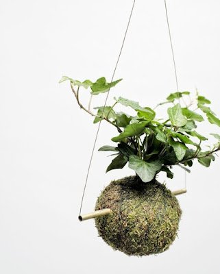 Kokedama é uma técnica japonesa que envolve as plantas dentro de uma “bola” de musgo, substrato e argila. Essas esferas artesanais passam a abrigar a raiz da planta, dispensando, portanto, o uso de vasos, floreiras, jardineiras e outros.    Essa técnica tem sido muito usada, especialmente para decorar ambientes pequenos, como apartamentos e varandas.